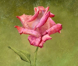 Róża, Obraz