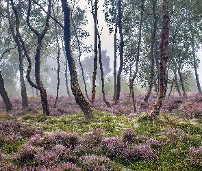 Wrzosowisko, Brzozy, Park Narodowy Peak District, Mgła, Drzewa, Anglia, Stanton Moor