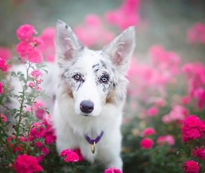 Róże, Kwiaty, Border collie, Portret
