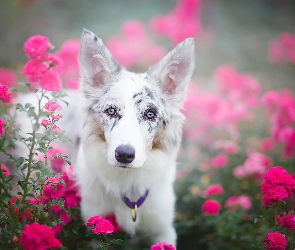 Border collie, Róże, Kwiaty, Portret