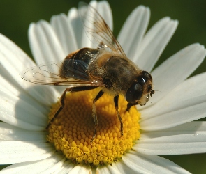 Złocień właściwy, Pszczoła, Kwiatostan