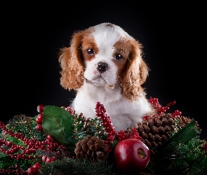 Szczeniaczek, Dekoracja, Świąteczna, Cavalier King Charles spaniel, Słodki