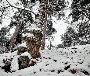 Liście, Drzewa, Las, Śnieg