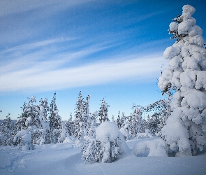 Las, Drzewa, Śnieg