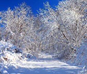 Las, Droga, Śnieg, Zima, Drzewa