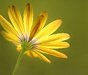 Gerbera, Płatki, Żółta
