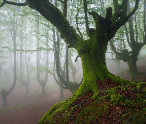 Mgła, Mech, Las, Drzewa