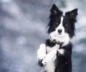 Border Collie, Zima