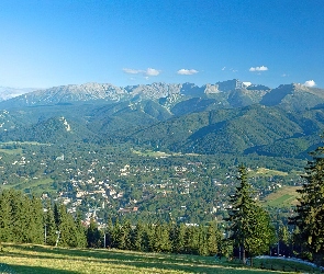 Zakopane, Drzewa, góry