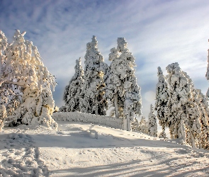 Zima, Słoneczny, Drzewa, Ośnieżony, Płot, Poranek