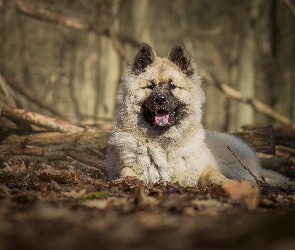 Las, Gałęzie, Szpic eurasier