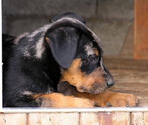 szczeniak, Beauceron, Słodki