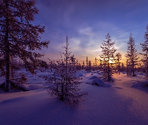 Zachód słońca, Drzewa, Zima