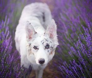 Lawenda, Border collie