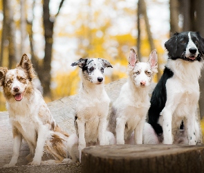 Border collie, Drzewa, Pień