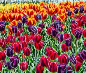 Kolorowe, Fractalius, Tulipany