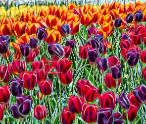 Tulipany, Fractalius, Kolorowe