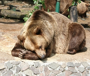Niedźwiedź, Brunatny, Śpiący