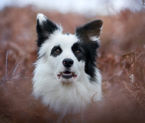 Portret, Border collie