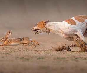 Pies, Podenco z Ibizy, Zając