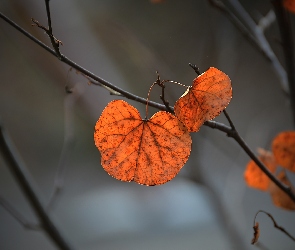Pomarańczowe, Liście, Gałązki
