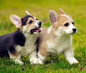 Welsh corgi, Zabawa, Szczeniaki