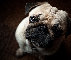 Pies, Mops