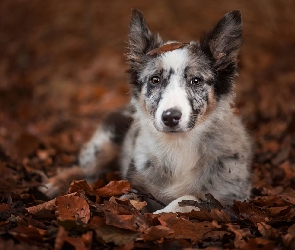 Border collie, Liście, Leżący