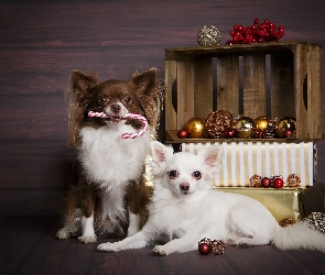 Psy, Świąteczne, Bombki, Chihuahua długowłosa, Dwa