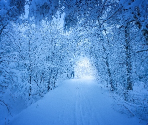 Las, Drzewa, Ośnieżone, Droga, Zima