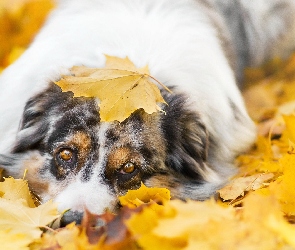 Owczarek australijski-australian shepherd, Liście