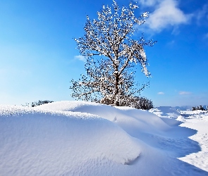 Zaspy, Śnieg, Zima, Drzewo