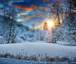 Zima, Śnieg, Promienie słońca, Drzewa, Las