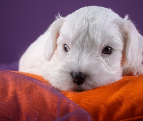 Słodki, Kanapa, Sealyham terrier, Szczeniaczek