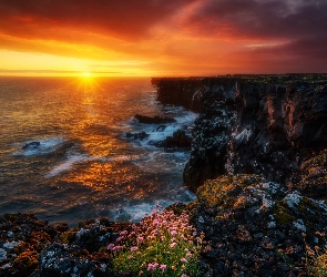 Islandia, Klif, Skały, Morze, Zachód słońca, Kwiaty