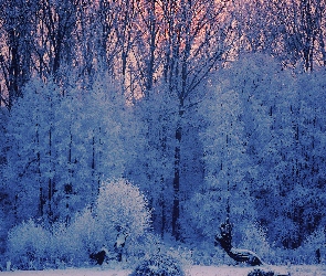 Las, Szron, Zima, Śnieg, Drzewa