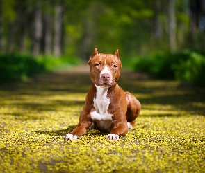 Amerykański Pitbull Terrier