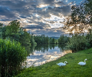 Łabędzie, Trawy, Jezioro, Drzewa