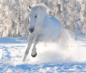 Śnieg, Koń, Las, Biały, Zima
