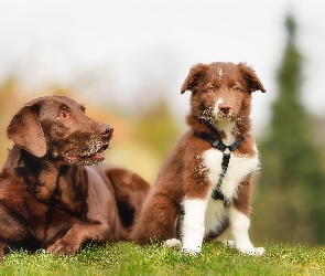 Dwa, Border collie, Labrador retriever, Psy