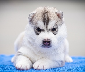 Szczeniak, Siberian Husky, Leżący