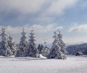 Świerki, Ośnieżone, Zima, Śnieg
