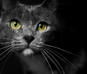 Kotek, Oczy, Czarny