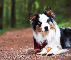 Border collie, Droga, Piłeczka