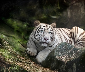 Biały, Kamienie, Bengalski, Tygrys