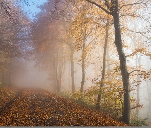 Jesień, Drzewa, Mgła, Las, Droga