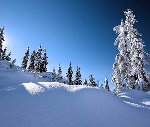 Świerki, Wzgórze, Zima, Śnieg