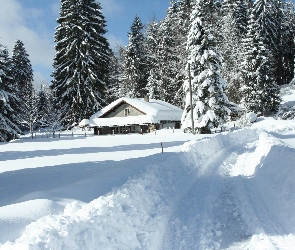 Świerki, Zima, Dom, Las