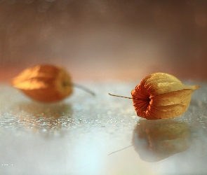 Miechunka rozdęta, Bokeh