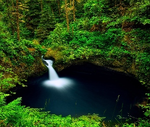 USA, Oregon, Las, Wodospad Punch Bowl Falls, Drzewa, Paprocie